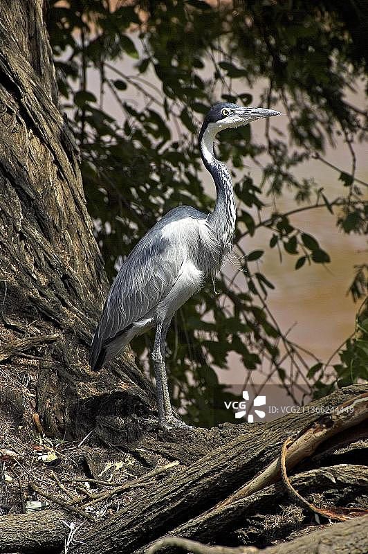 肯尼亚纳瓦沙湖成年黑头鹭图片素材