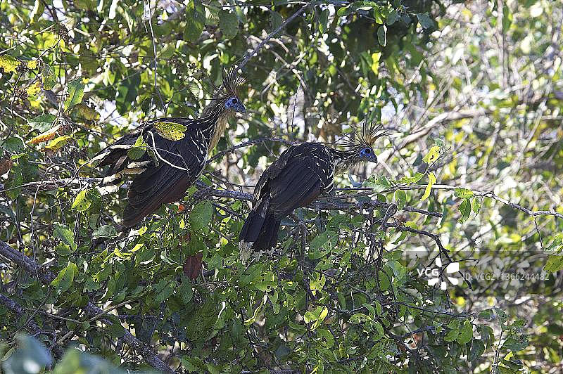 委内瑞拉洛斯亚诺斯麝雉图片素材