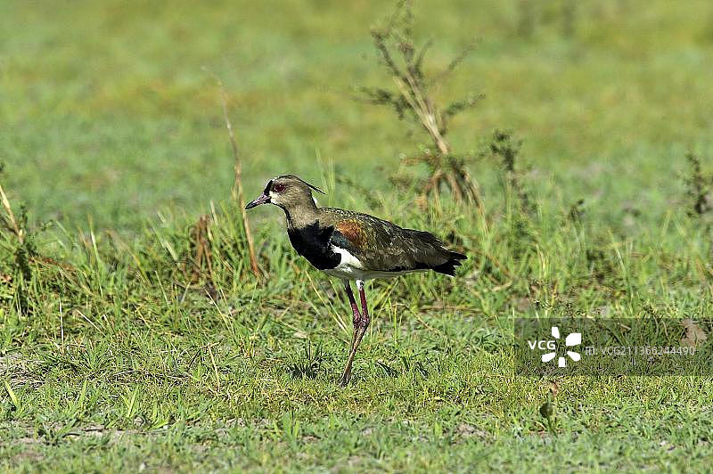 智利麦鸡，成鸟在委内瑞拉的草地上图片素材