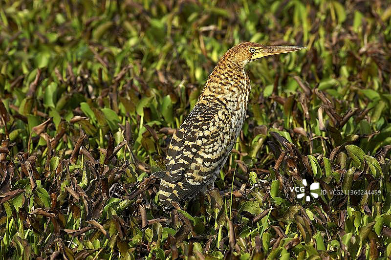 纹虎鹭（tigrisoma fasciatum），成年，伪装在沼泽中，委内瑞拉洛斯亚诺斯图片素材