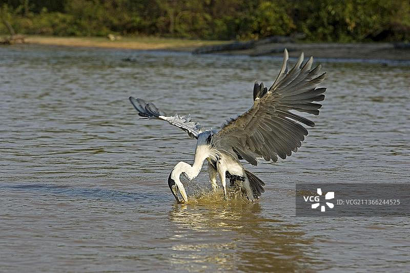 飞行中的白颈鹭，在委内瑞拉洛斯亚诺斯河中捕鱼图片素材
