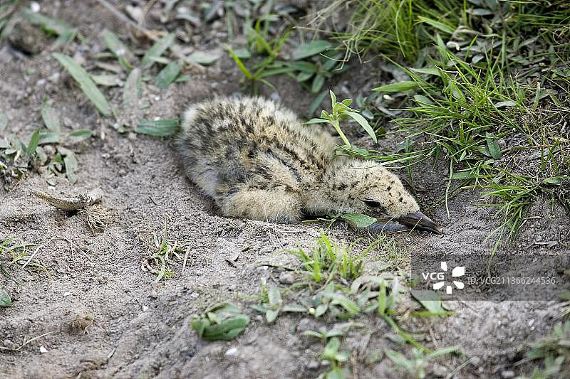 委内瑞拉黑剪嘴鸥幼鸟图片素材