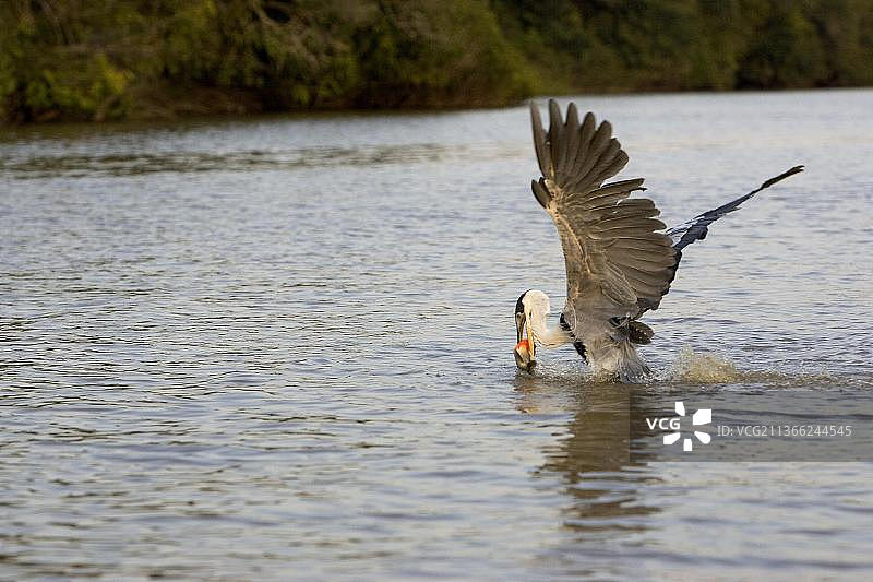 渔猎中的白颈鹭图片素材