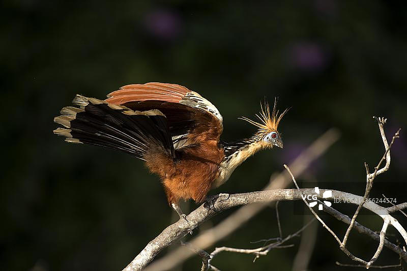 秘鲁马努保护区：张开翅膀的麝雉成年鸟图片素材