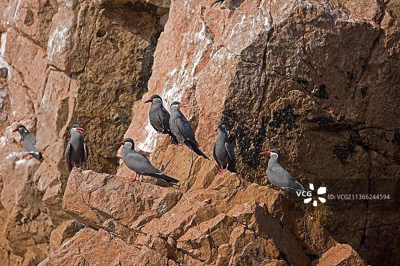 秘鲁帕拉卡斯国家公园巴耶斯塔斯群岛上的印加燕鸥成鸟群图片素材