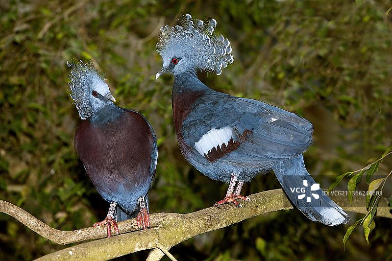 维多利亚凤冠鸠（Goura victoria）图片素材