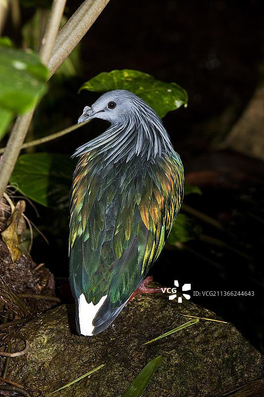 成年尼科巴鸽图片素材