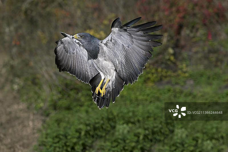 飞行降落中的黑胸鵟图片素材