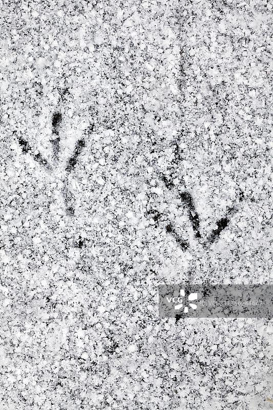 冬季冰冻池塘雪地上的乌鸫足迹图片素材