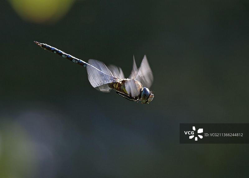 蓝绿色马赛克蜻蜓图片素材