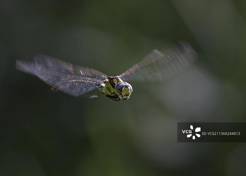 蓝绿色马赛克蜻蜓图片素材