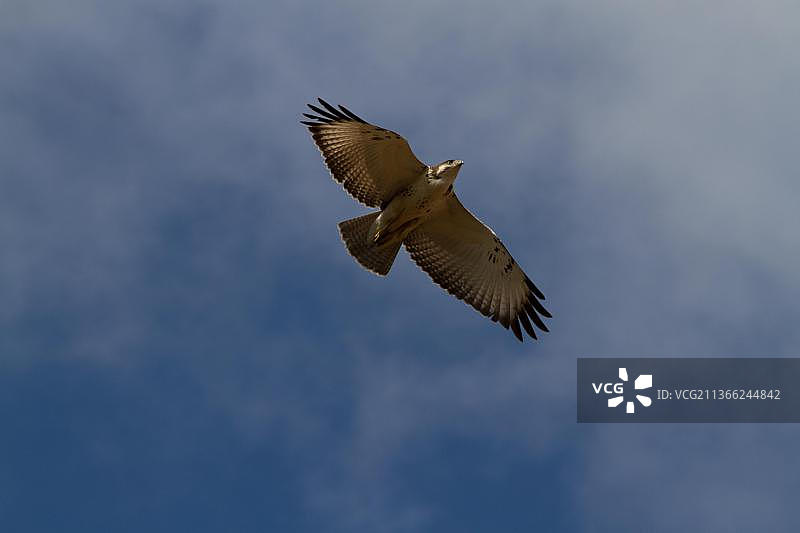 非洲棕蛇雕图片素材