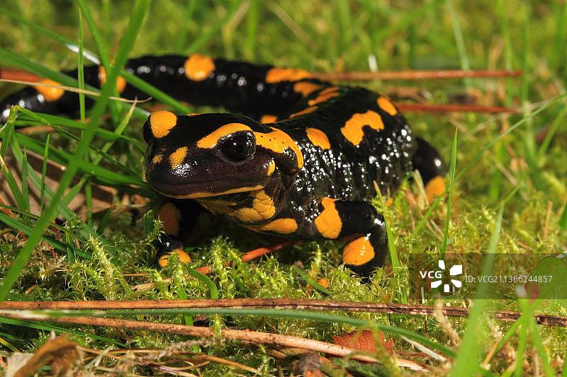 火蜥蜴图片素材