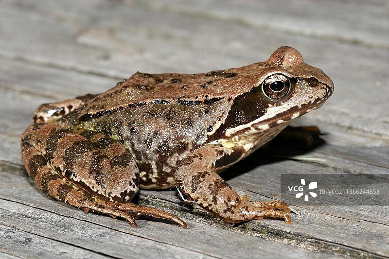 敏捷的青蛙图片素材