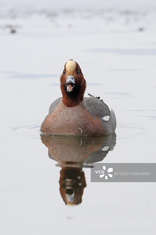 绿头鸭图片素材