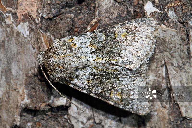 小毛蛾（毛茛）图片素材