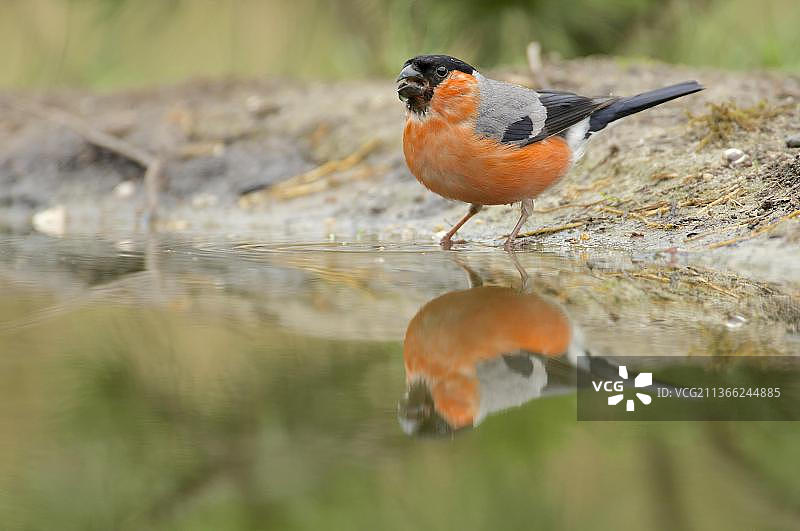 红腹灰雀图片素材