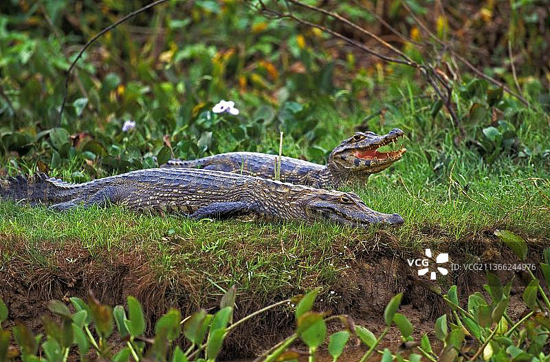 巴西潘塔纳尔的阔吻凯门鳄图片素材