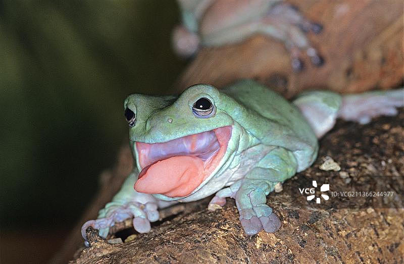 白氏树蛙，成年，吐舌头，澳大利亚图片素材