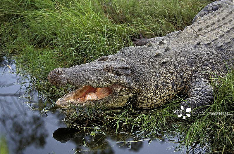 张嘴调节体温的澳大利亚咸水鳄图片素材