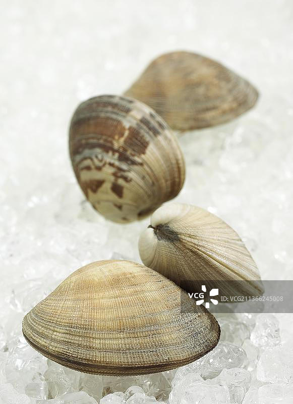 冰上的蛤蜊图片素材