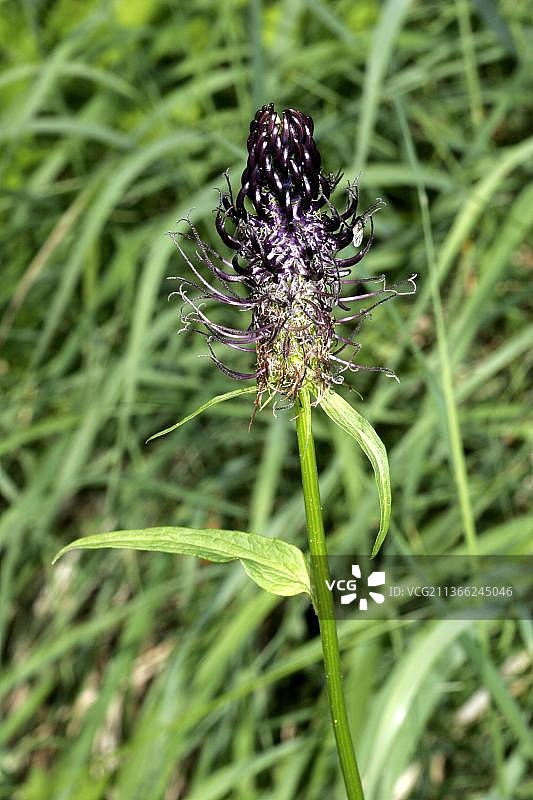 匍匐魔爪图片素材