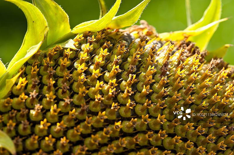 向日葵图片素材