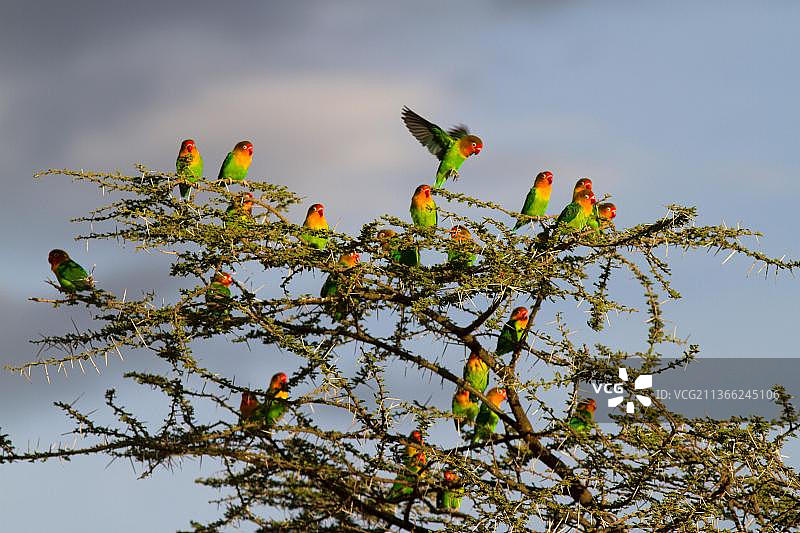 桃子头图片素材