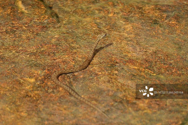 骰子蛇图片素材