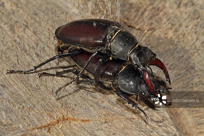 鹿角虫图片素材