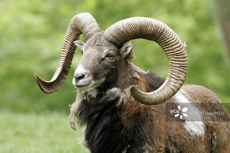 摩弗伦羊图片素材