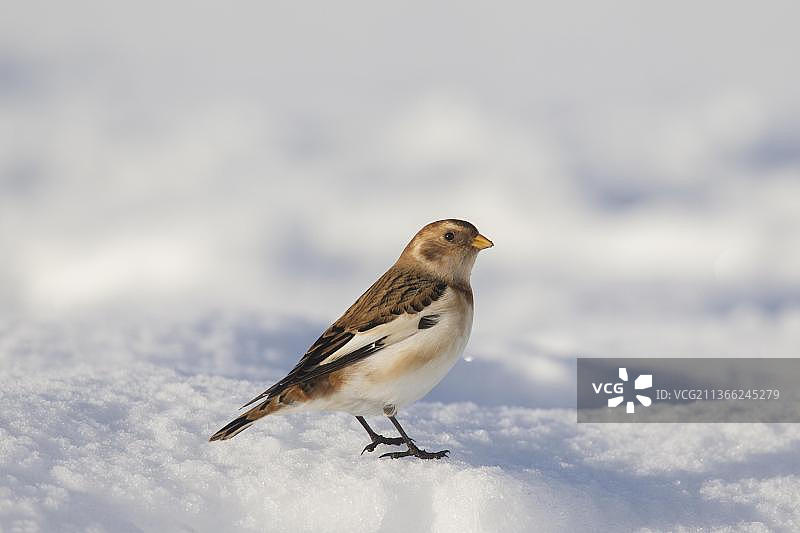 冬季羽毛的雪鹀图片素材