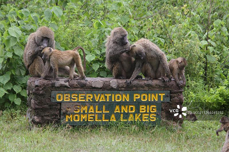 非洲狒狒家庭图片素材