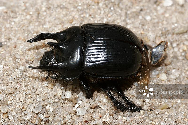 弥诺陶洛斯甲虫图片素材