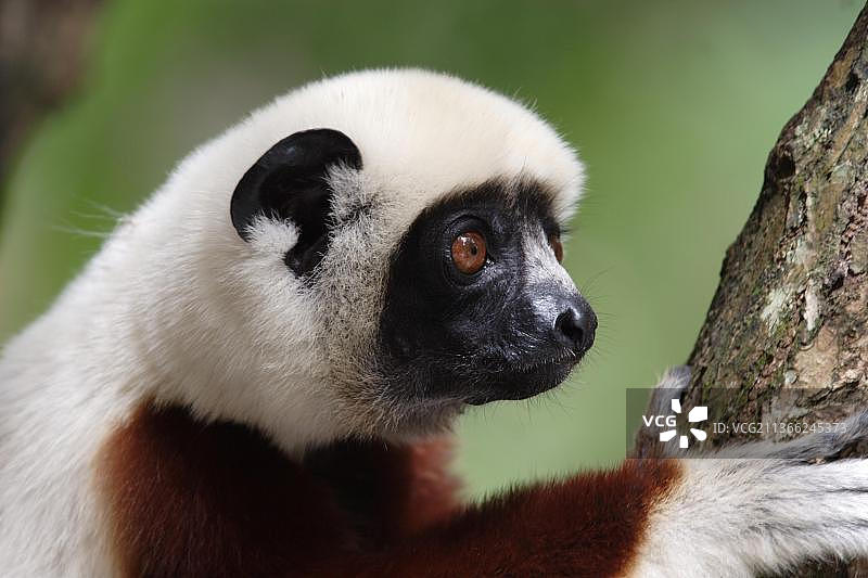 棕额冕狐猴图片素材