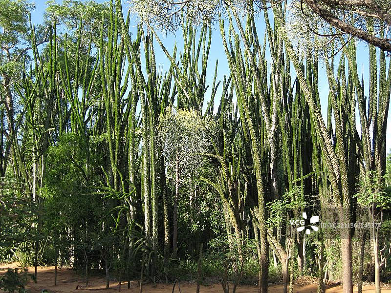 龙树科图片素材