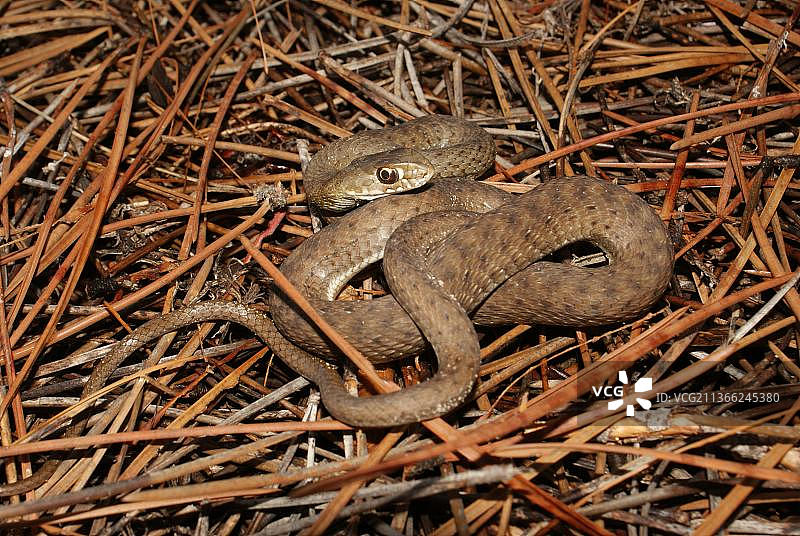 西部蜥蜴蛇图片素材