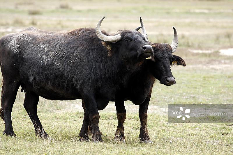 亚洲水牛图片素材
