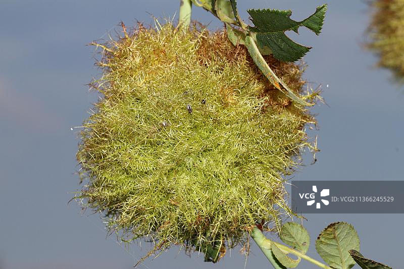 蔷薇瘿蜂图片素材