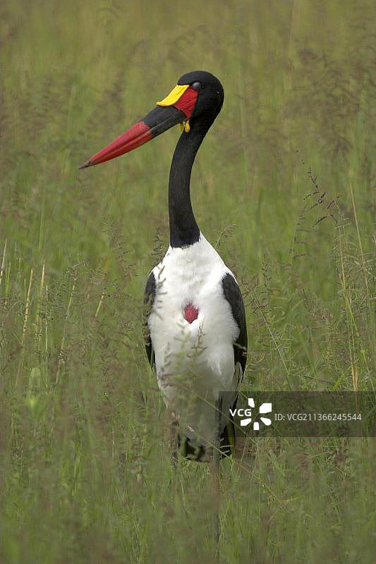 鞍嘴鹳图片素材