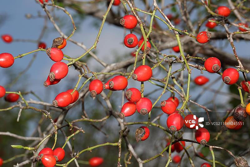 犬蔷薇图片素材