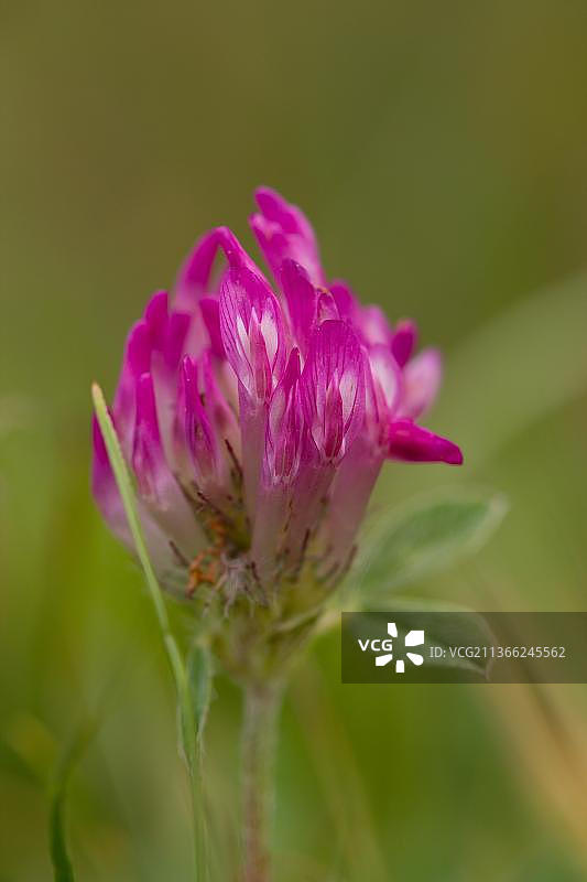 草甸三叶草图片素材