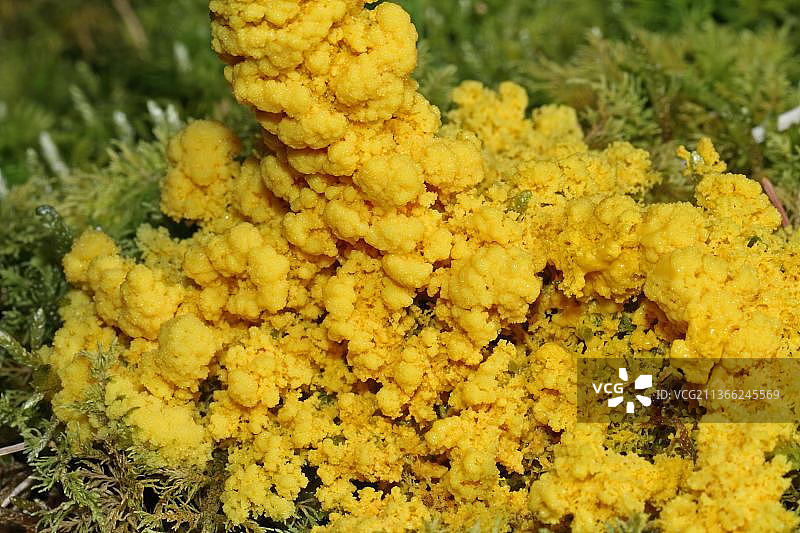 黄褐色图片素材