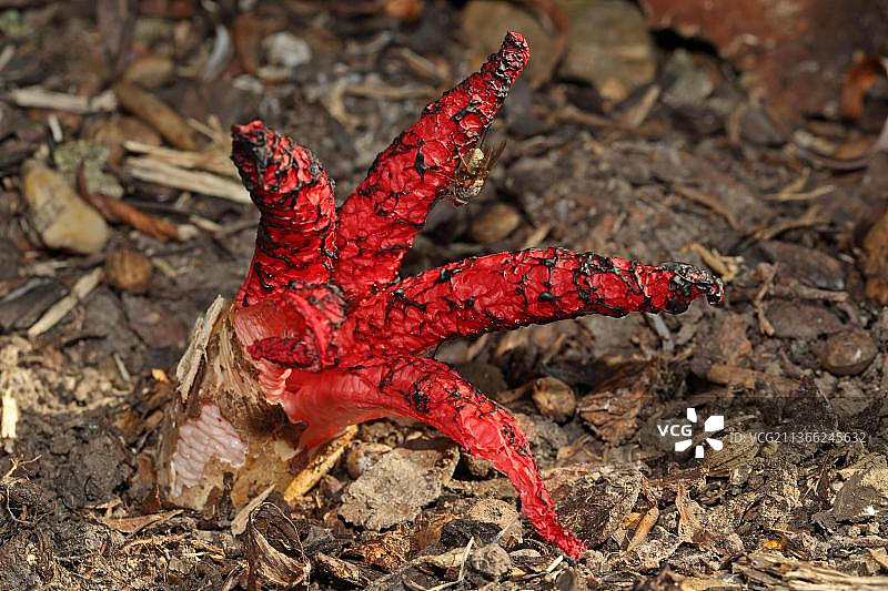 章鱼蘑菇图片素材