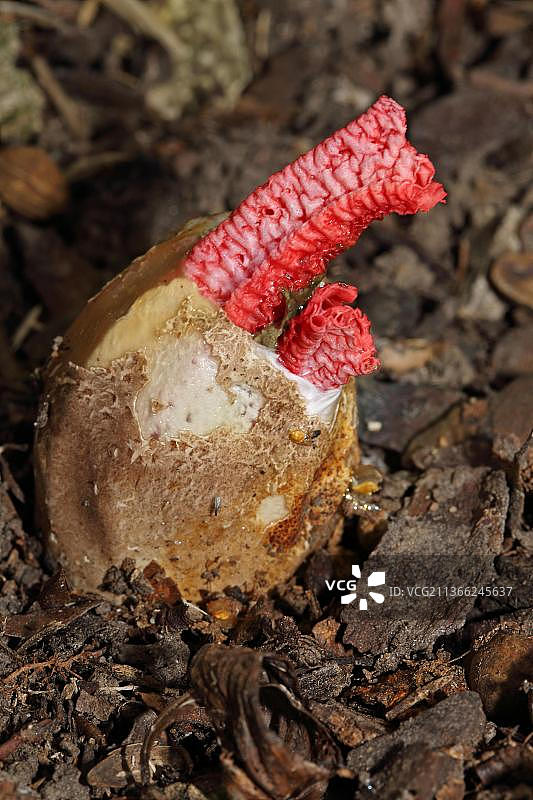 章鱼蘑菇图片素材