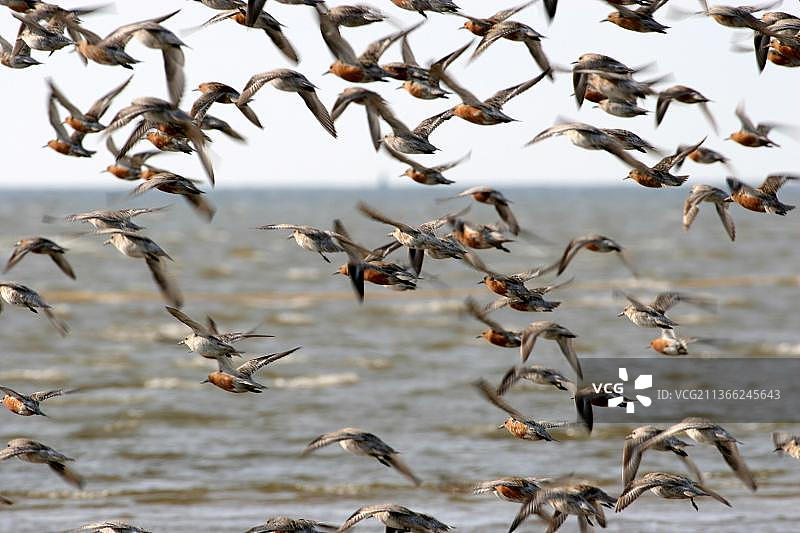 红腹滨鹬图片素材