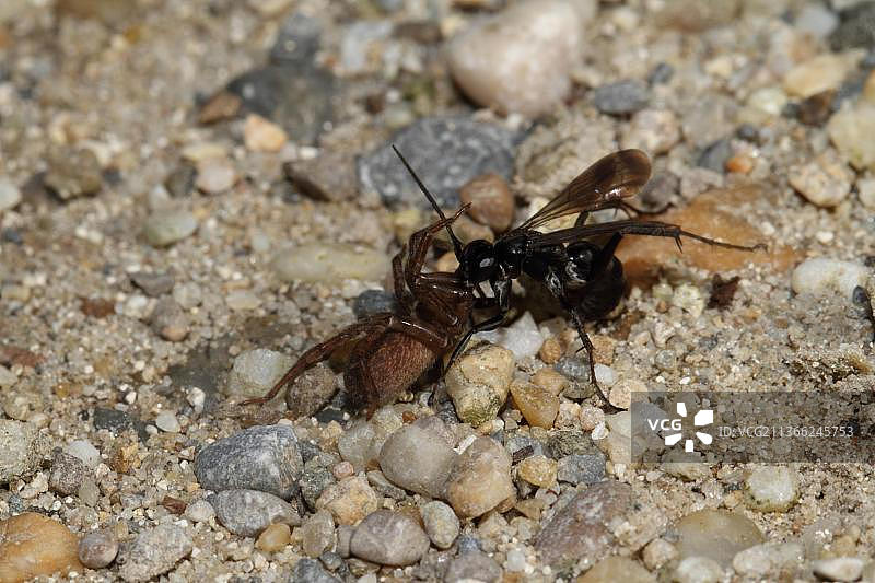 趾甲蜂图片素材