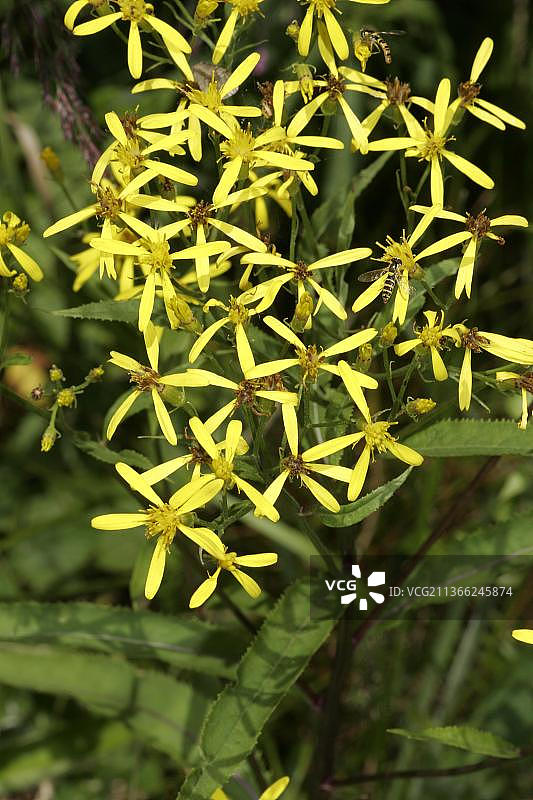 狐狸千里光图片素材