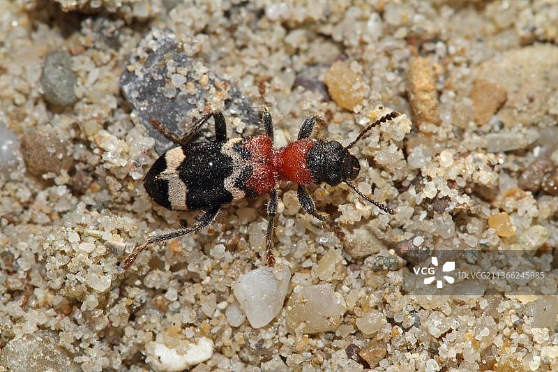 大食蚁兽甲虫图片素材