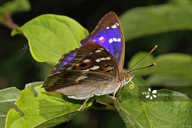 小席勒蝴蝶图片素材